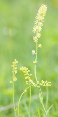 Österreich, Gewöhnliche Simsenlilie, Tofieldia calyculata
