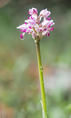 Orchis simia, Affen-Knabenkraut, Albanien