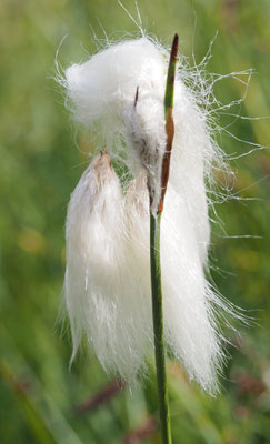 Wollgras, Eriophorum