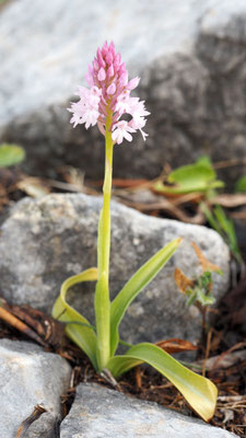 Anacamptis pyramidalis ssp. brachystachys, Kurzährige Pyramiden Hundswurz, Rhodos