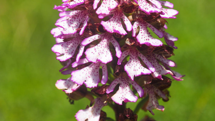 Purpur-Knabenkraut, Orchis purpurea (Italien)