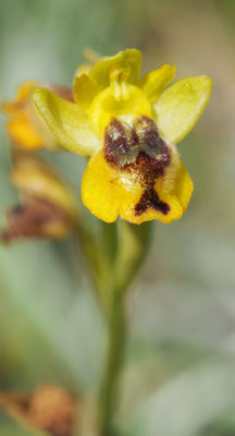 Ophrys phryganae,  Phrygana-Ragwurz