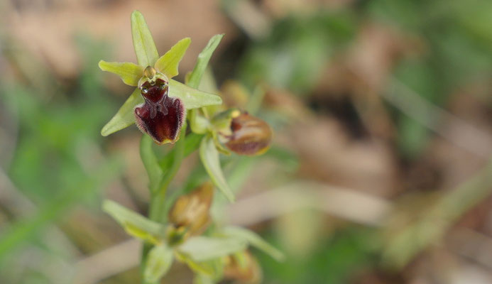 Spinnen-Ragwurz, Ophrys sphegodes (Frankreich)