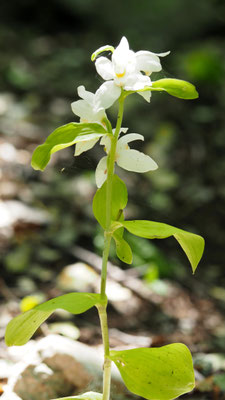 Cephalanthera damasonium, Breitblatt-Waldvöglein, Türkei