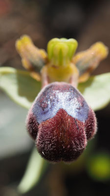 Ophrys omegaifera, Omega-Ragwurz