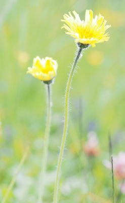 Grauzottiges Habichtskraut, Hieracium glanduliferum