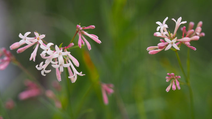 Italien, Hügel-Meier, Asperula cynanchica