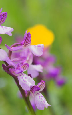 Anacamptis morio, Klein-Hundswurz, Montenegro