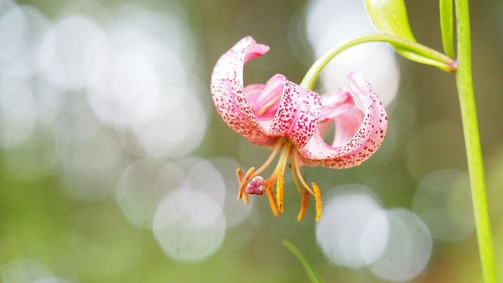 Italien, Türkenbund, Lilium martagon