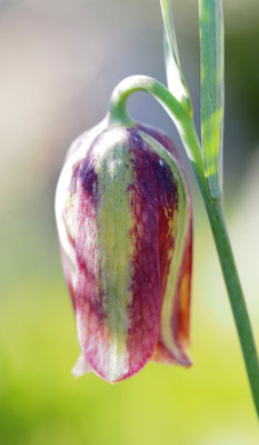 Fritillaria, Schachblume