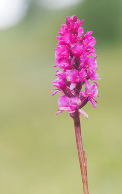 Gymnadenia odoratissima x Nigritella rhellicani = Gymnadenia heufleri, Kärnten