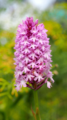 Anacamptis pyramidalis ssp. serotina, Spätblühende Pyramiden Hundswurz, Samos