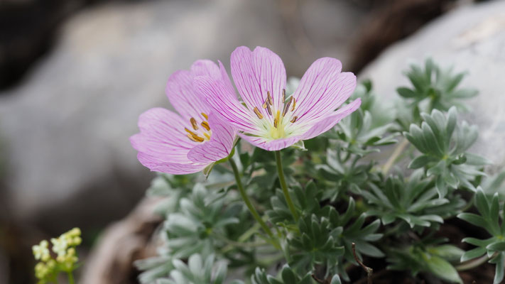 Italien, Silber-Storchschnabel, Geranium argenteum