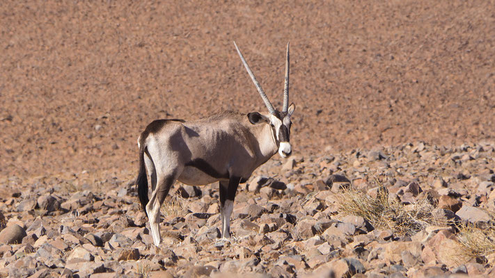 die Oryxantilope ist das Wappentier Namibias und recht häufig zu beobachten