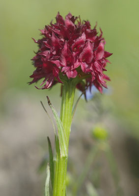 Nigritella austriaca, Österreichisches Kohlröschen, Südtirol