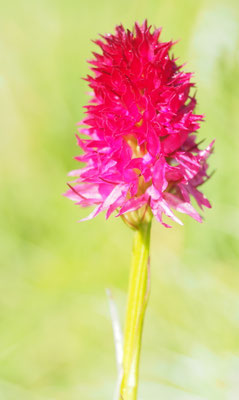 Nigritella bicolor, Zweifarben-Kohlröschen, Südtirol
