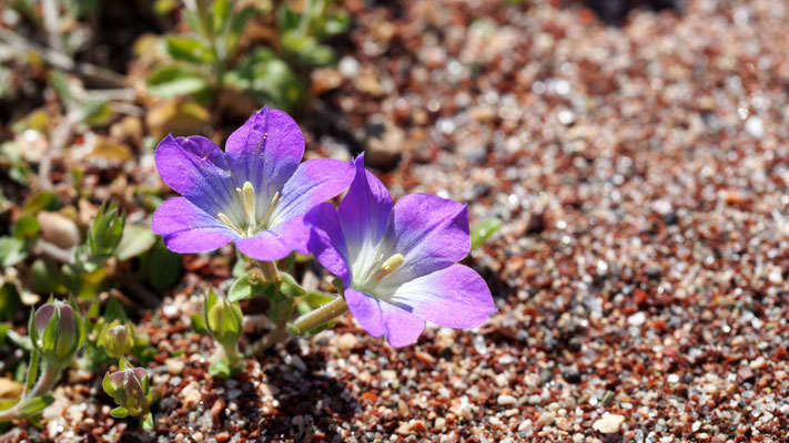 Legousia pentagonia, Fünfkanten Frauenspiegel