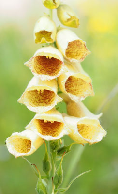 Österreich, Großblütiger Fingerhut, Digitalis grandiflora