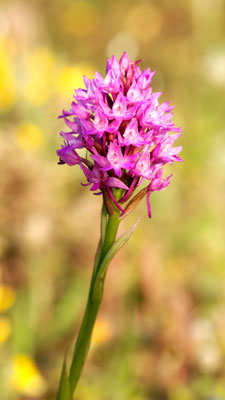 Anacamptis pyramidalis ssp. brachystachys, Kurzährige Pyramiden Hundswurz, Leros