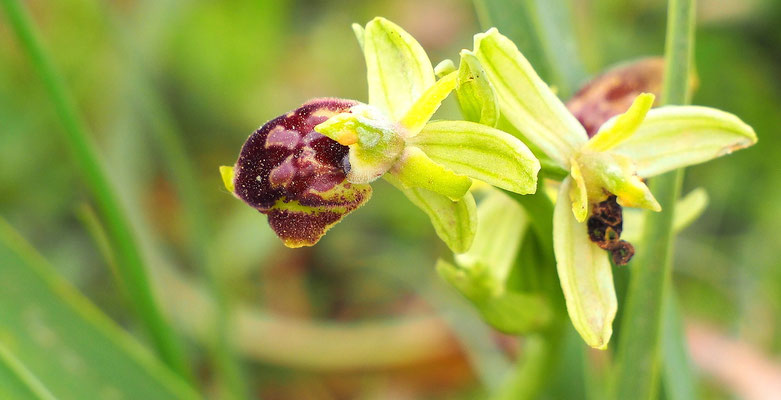 Ophrys exaltata ssp. arachnitiformis (Italien)