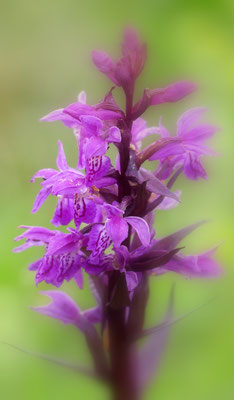 Dactylorhiza majalis, Breitblättrige Fingerwurz, Steiermark