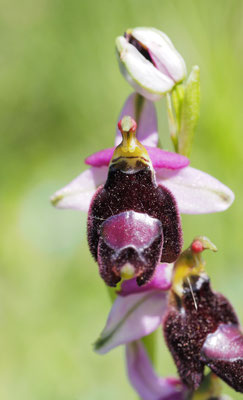Ophrys bertolonii, Bertolonis Ragwurz, Montenegro