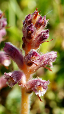 Orobanche pubescens, Weichhaarige Sommerwurz