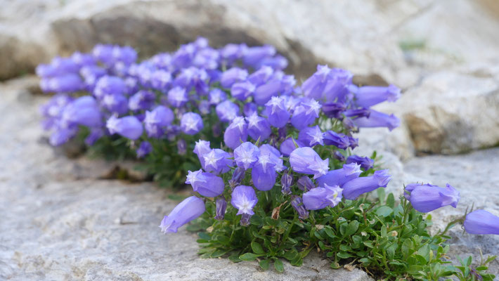 Slowenien, Zois-Glockenblume, Campanula zoysiis
