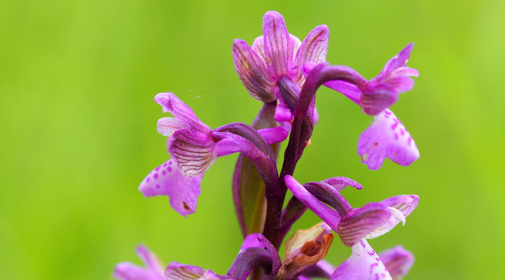 Klein-Hundswurz, Anacamptis morio