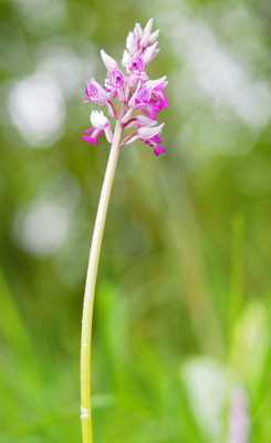 Orchis militaris, Helm-Knabenkraut, Niederösterreich