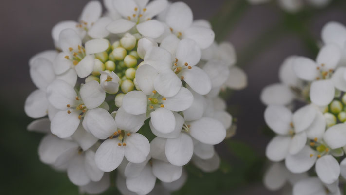Kroatien, Lauch-Scheibenschötchen, Peltaria alliacea