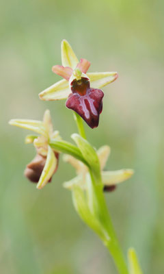 Ophrys mammosa, Busen-Ragwurz, Griechenland
