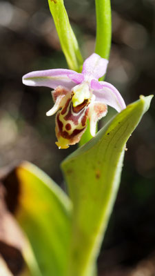 Ophrys scolopax ssp. heldreichii, Heldreichs Ragwurz