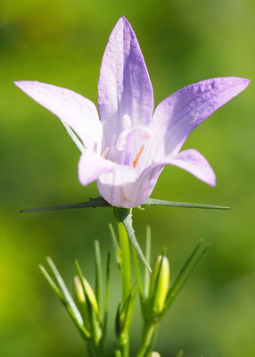 Wiesen-Glockenblume, Campanula patula