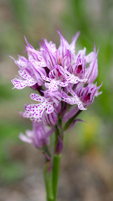 Neotinea tridentata, Dreizahn-Keuschständel, Samos