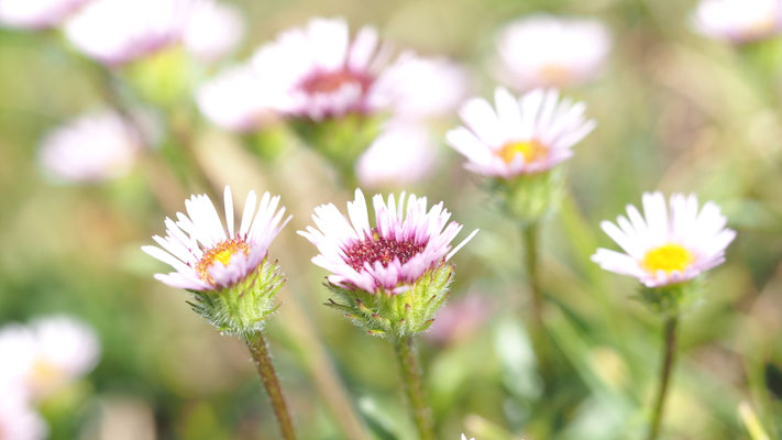 Italien, Berufkraut, Erigeron
