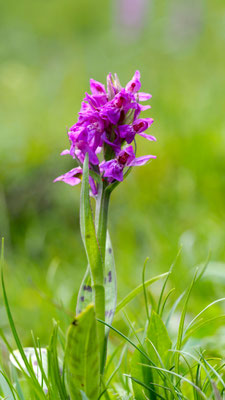Dactylorhiza majalis, Breitblättrige Fingerwurz, Oberösterreich