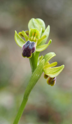 Ophrys lindia, Lindos Ragwurz, Rhodos