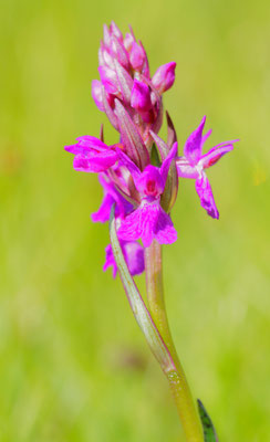 Dactylorhiza traunsteineri, Traunsteiner-Fingerwurz, Kärnten