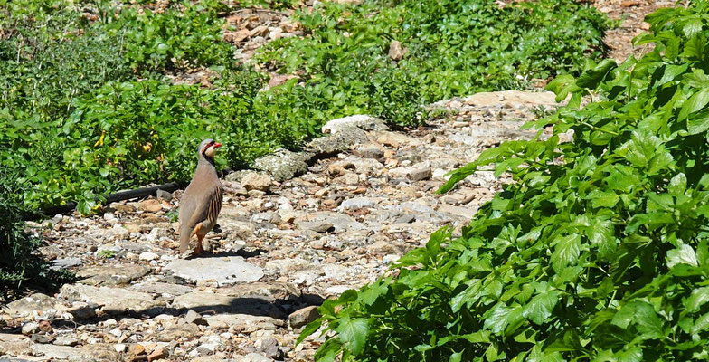 Alectoris chukar, Chukarhuhn