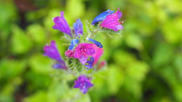 Kroatien, Gewöhnlicher Natternkopf, Echium vulgare