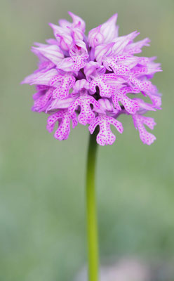 Neotinea tridentata, Dreizahn-Keuschständel, Montenegro