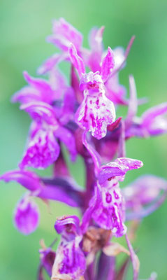 Dactylorhiza incarnata ssp. cruenta, Blutrote Fingerwurz, Südtirol
