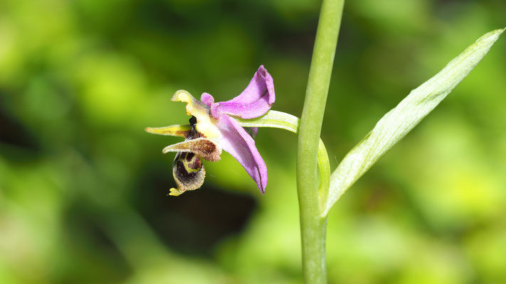  Kleinblütige Gehörnte Ragwurz, Ophrys scolopax ssp. cornuta (Kroatien)
