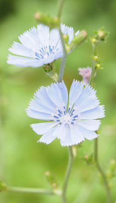 Gemeine Wegwarte, Cichorium intybus