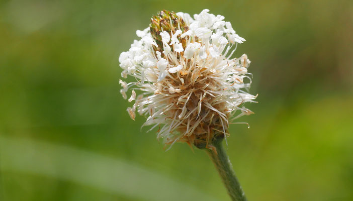 Kroatien, Mittlerer Wegerich, Plantago media