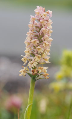 Gymnadenia conopsea x Pseudorchis albida = Pseudadenia schweinfurthii