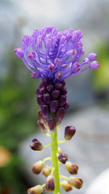 Muscari comosum, Schopfige Traubenhyazinthe