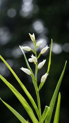 Cephalanthera longifolia, Schwertblatt-Waldvöglein, Oberösterreich