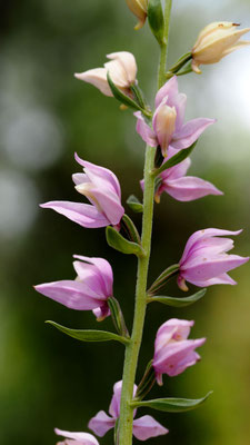 Cephalanthera kurdica, Kurdisches Waldvöglein, Türkei